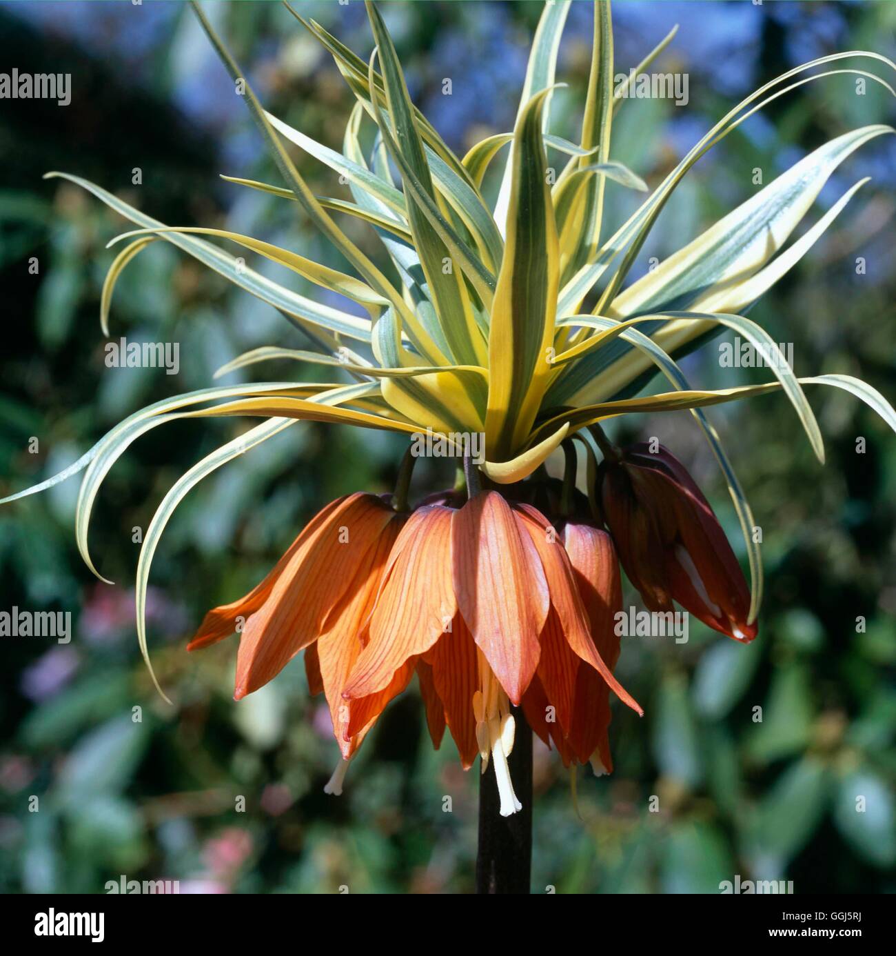 Fritillaria imperialis - `Argenteovariegata'   BUL101118 Stock Photo